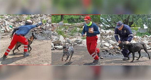 Puebla, con 5 binomios caninos certificados por la Cruz Roja