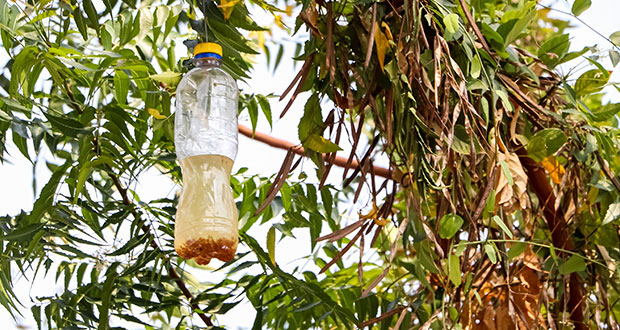 Sader activa dispositivo emergencia contra brote de mosca en Colima