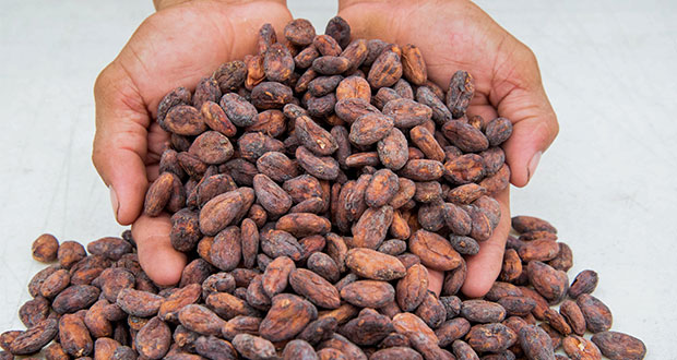 Crean Comisión Nacional para el Desarrollo de la Cafeticultura Mexicana