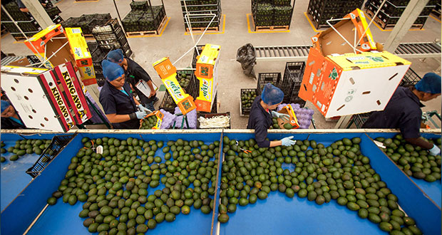 Sector agroalimentario, con superávit de 4 mmdd en primer semestre
