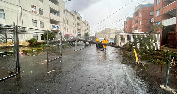 Reportan árboles caídos tras intensa lluvia en la ciudad de Puebla