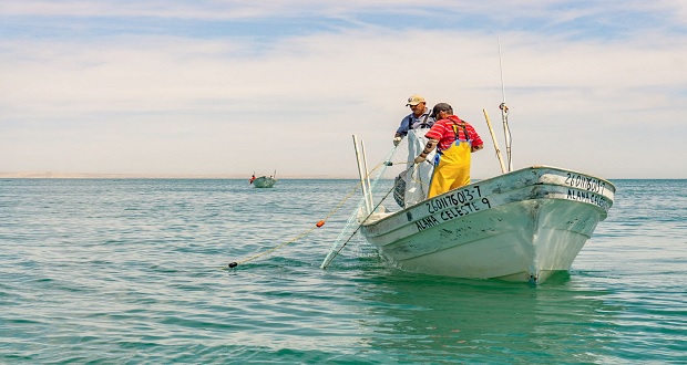 Comienza temporada de capturas de especies marinas: Conapesca