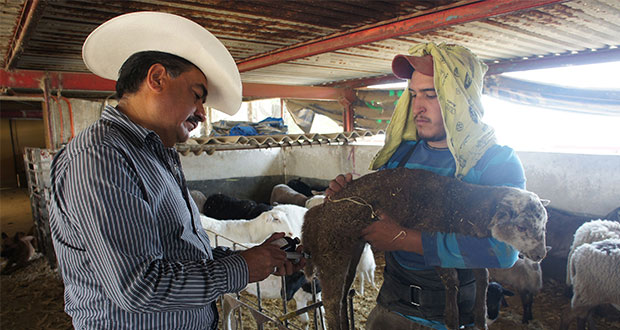 ¿Eres zootecnista? Checa el Premio Nacional de Sanidad Animal