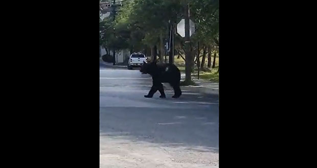 Captan oso negro merodeando en calles de Nuevo León; come frituras