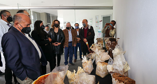 En Puebla, impulsarán producción de huitlacoche y hongos  