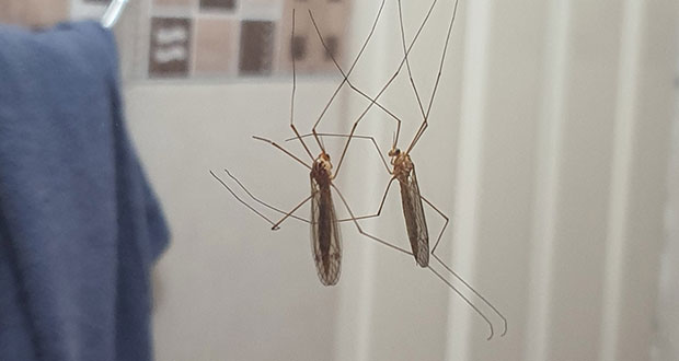 IMSS garantiza atención integral a pacientes con Covid y dengue 