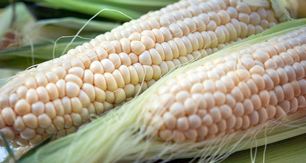 Maíz cacahuazintle, alma del pozole; conoce datos de este grano
