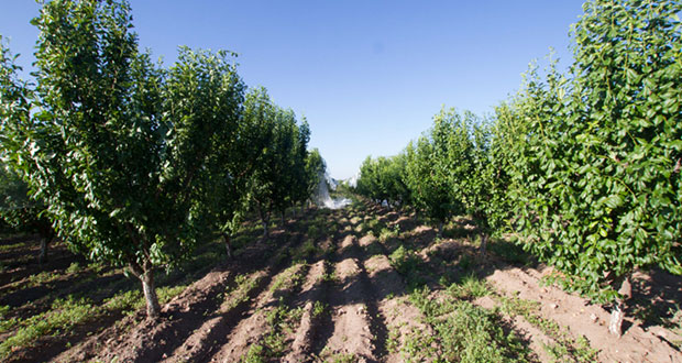 Sader pide a FAO motivar intercambio de experiencias agroecológicas