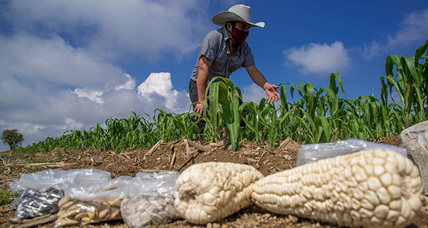 Puebla, tercer productor de maíz cacahuazintle, básico para pozole