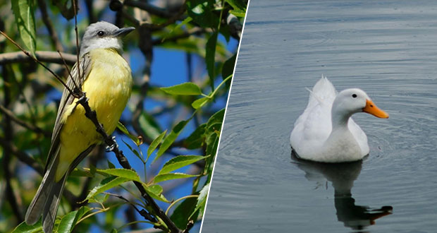 Realizan registro visual de aves en parques de Puebla capital