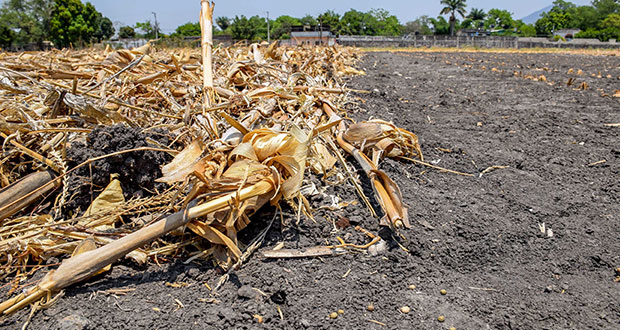 Uso sustentable de recursos para garantizar alimentos: Agricultura