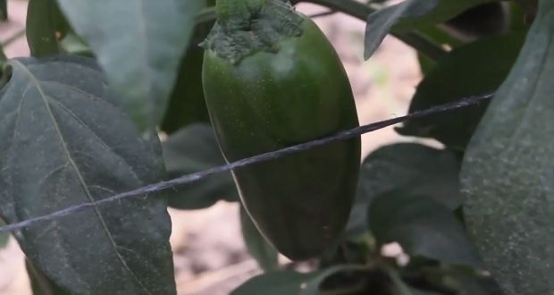 Producción de chile verde en México sube 2.7% en 2020