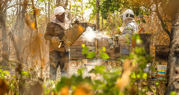 Apoyo a productores de La Montaña, Guerrero, sube 282% desde 2018: Sader 