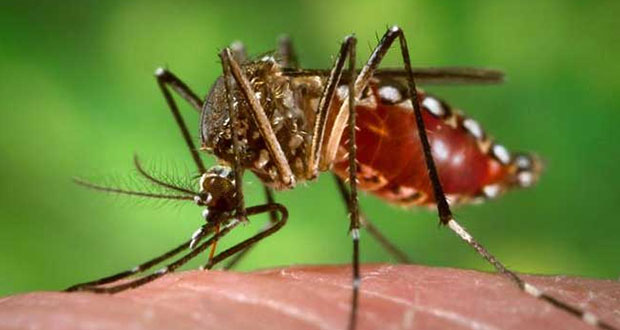 Casos de dengue bajan 85% en Puebla; Ayotoxco, con más incidencia