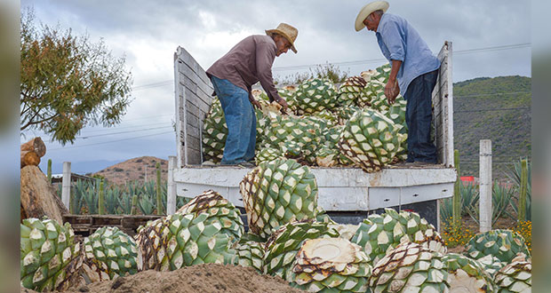 En 9 meses, valor de exportaciones agropecuarias sube 6.2%: Sader 