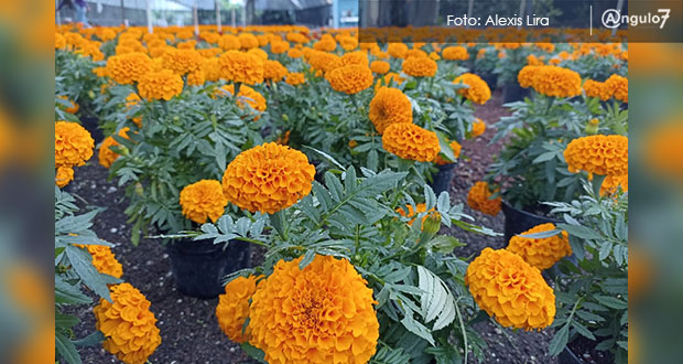 En Puebla, se espera derrama de económica de 110 mdp por venta de flor de muertos