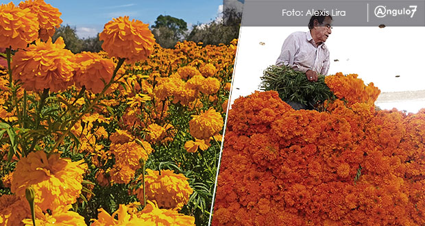 Por su tamaño y tonos, cempasúchil de Cholula, de las más preferidas