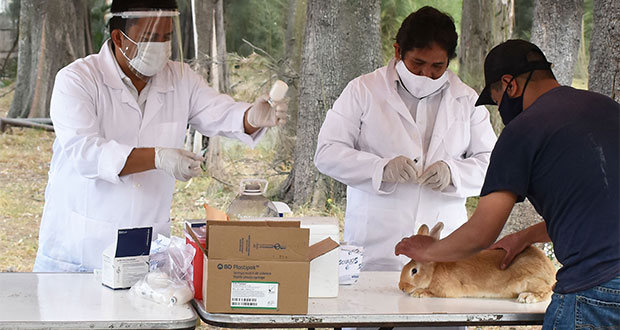 Sader concluye emergencia por enfermedad viral en conejos