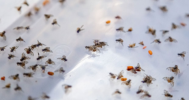 Sader y OIEA renuevan alianza para combatir plaga de moscas de fruto 