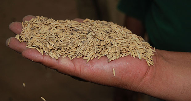 Suben precios de garantía para granos para ayudar a productores