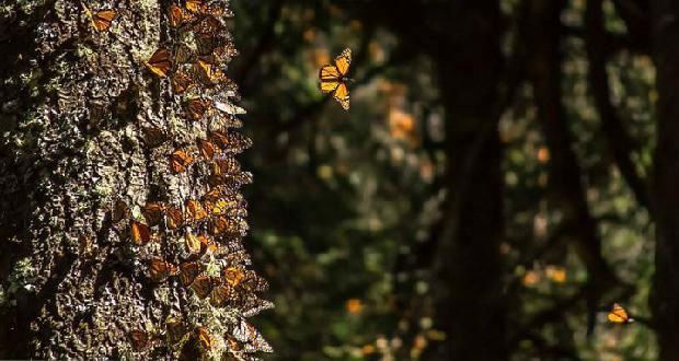 Reserva de la Biosfera Mariposa Monarca, entre los estados de México y Michoacán. Foto: Gobierno de México