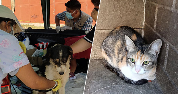 Animales, las otras víctimas de Xochimehuacán; rescatan a más de mil