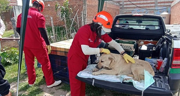 Aún hay animales atrapados por explosión en Xochimehuacan; continúa rescate