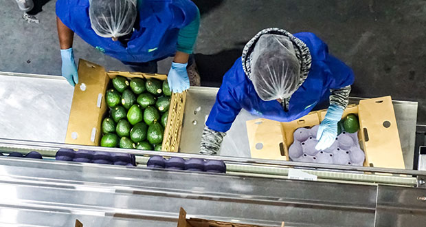 Próxima semana, reanudarían exportaciones de aguacate a EU: Segob