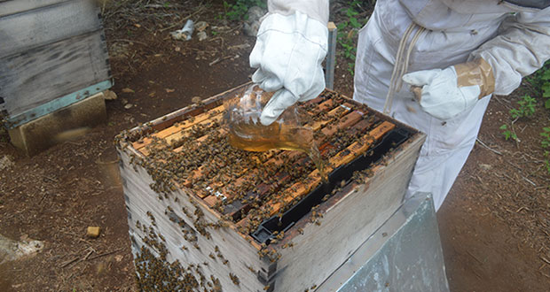 Con plantas, Sader desarrolla alimento para abejas en Yucatán