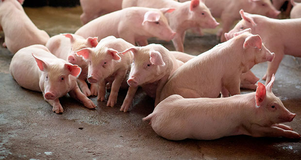 Conoce los síntomas de la peste porcina africana y qué hacer