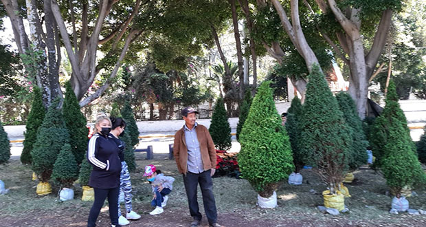 Crecen 30% precios de árboles naturales en Puebla