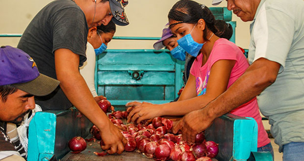 Exportación de cebolla de México sube 6.8%; Puebla, 6° productor