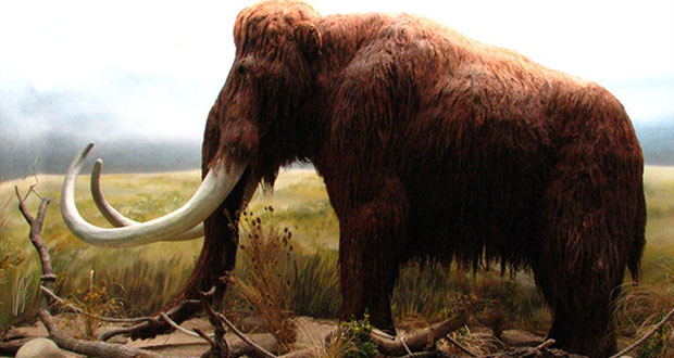Hallan fósiles en panteón de Los Reyes de Juárez; serían de mamut