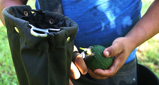 Huaquechula y Ocoyucan, entre zonas libres de plagas de aguacate: Sader