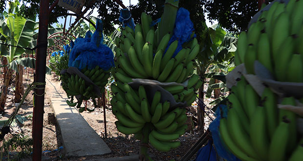 México, autosuficiente en plátano con 2.3 millones de toneladas anuales