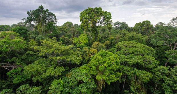 México sí está en declaración mundial para revertir deforestación en 2030
