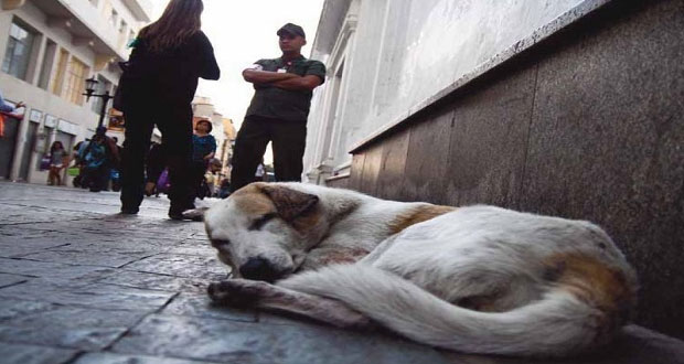 Pedirán que ayuntamientos resguarden 10 días a animales antes de sacrificarlos