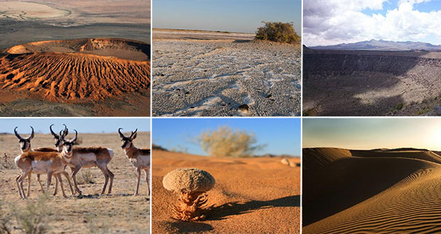 Plantas y cráteres únicos, en El Pinacate y Desierto de Altar en Sonora