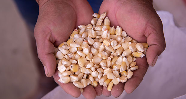Producirán maíz blanco sin glifosato y aflatoxinas en Tamaulipas
