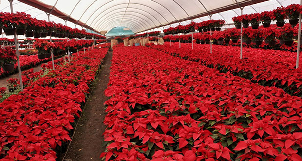 Atlixco, 3er productor de Nochebuena; abasto, garantizado: Agricultura