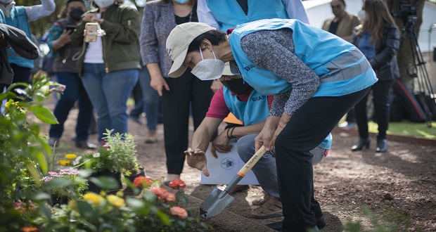 Cedillo pone en marcha jardines y andadores polinizadores en BUAP