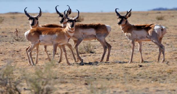 Fauna de la Reserva de la Biósfera El Pinacate y Gran Desierto de Altar, en Sonora. 