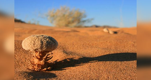 Flora de la Reserva de la Biósfera El Pinacate y Gran Desierto de Altar, en Sonora. 