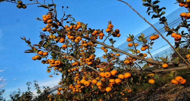 Puebla comercializará 200 toneladas de tejocote a Michoacán: SDR