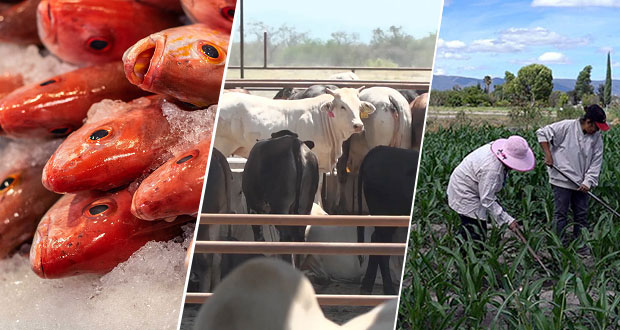 ¿Sabes de dónde viene tu comida? Mira las regiones agroalimentarias de México