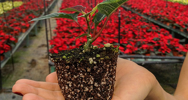 Agricultura impulsa mejoramiento genético de la flor de Nochebuena