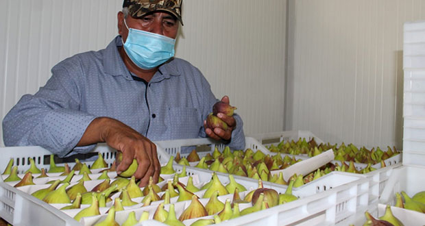 Capacitan a productores poblanos de higo en Morelos: SDR
