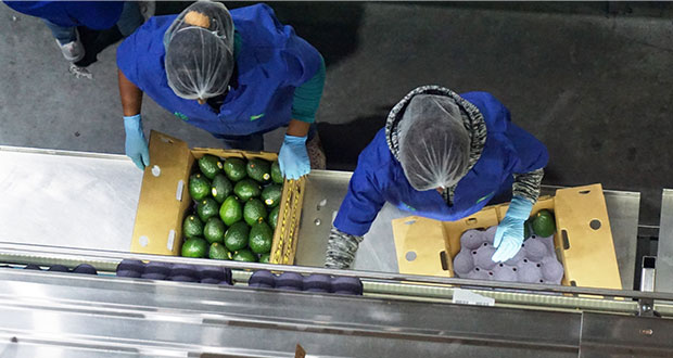 Checa los requisitos para exportar aguacate Hass a Estados Unidos