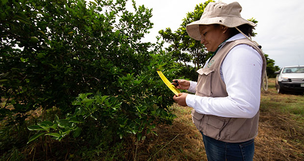 Inifap busca soluciones a impacto de cambio climático en agricultura