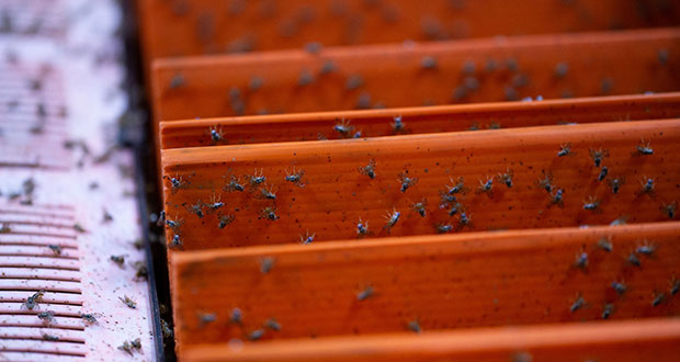 México, EU y Guatemala controlan plaga de mosca del Mediterráneo